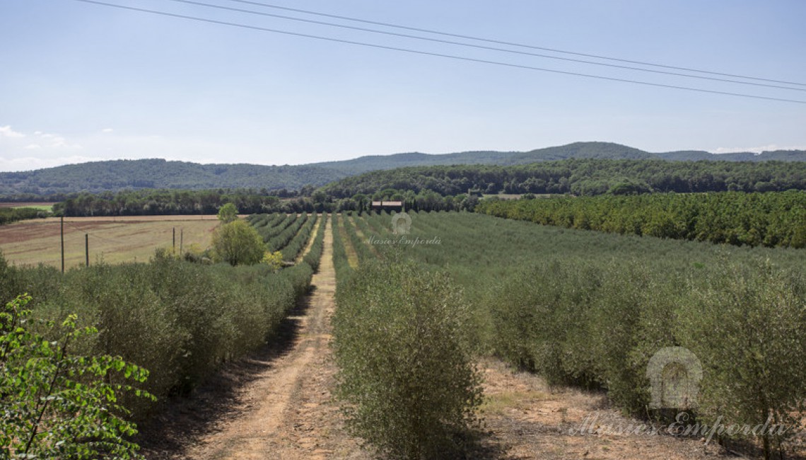 Olive groves of the property next to the farmhouse
