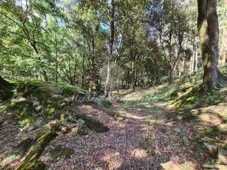 Views of the property