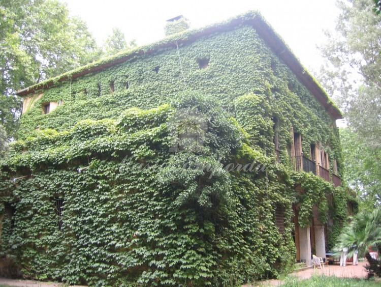 Detalle de la fachada principal de la casa completamente cubierta de yedra trepadora que la hace aún más atractiva 