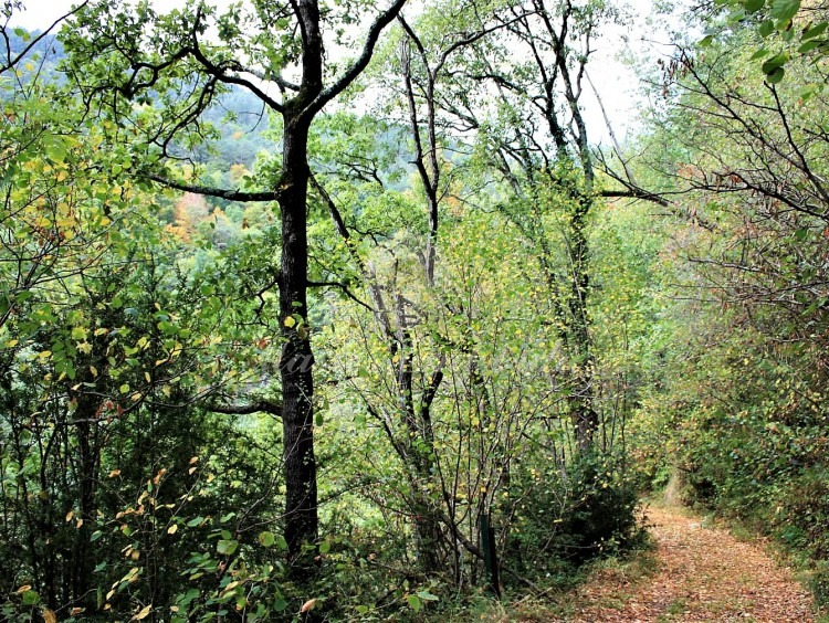 Camino de la propiedad a los bosques y campos