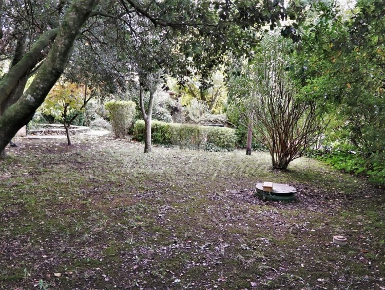View of part of the garden